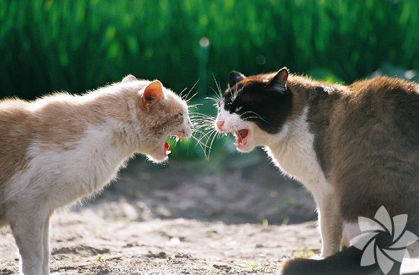 Bir kadınla bir kedi arasındaki 15 benzerlik 10