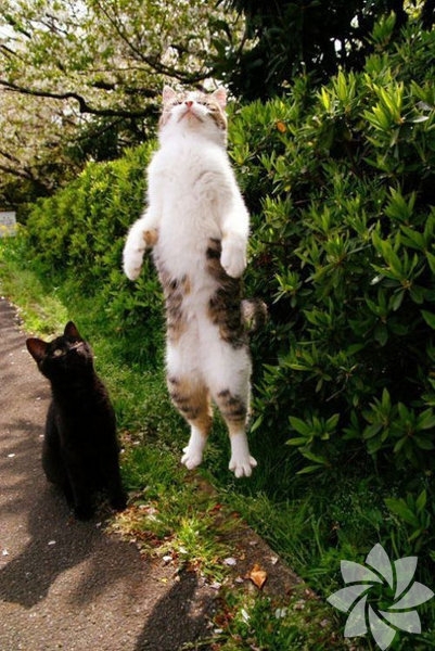 Bir kadınla bir kedi arasındaki 15 benzerlik 12