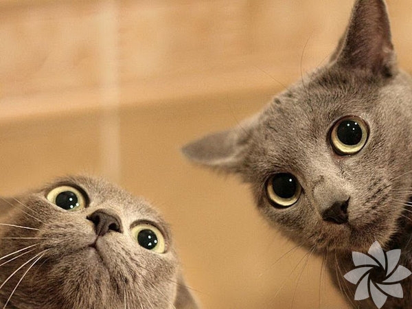 Bir kadınla bir kedi arasındaki 15 benzerlik 6