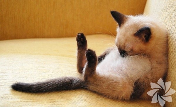Bir kadınla bir kedi arasındaki 15 benzerlik 8