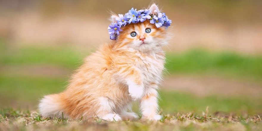 Bir kadınla bir kedi arasındaki 15 benzerlik