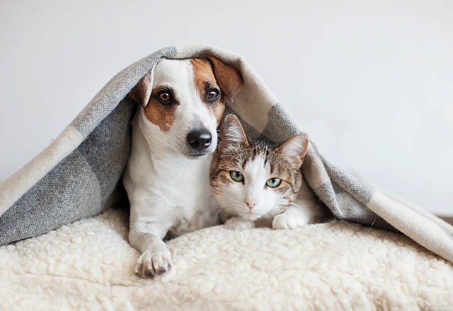 Sevdiklerinizi kedi veya köpek sahiplenmeye ikna etmek için yapmanız ger 6