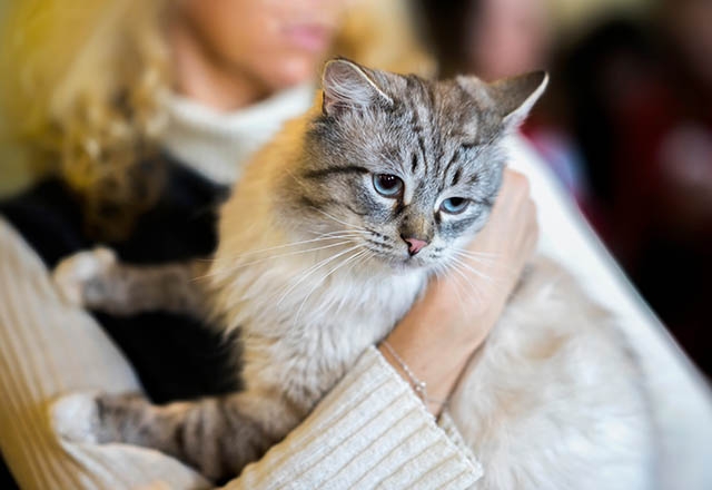 Sevdiklerinizi kedi veya köpek sahiplenmeye ikna etmek için yapmanız ger 8