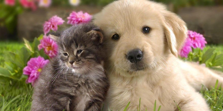 Sevdiklerinizi kedi veya köpek sahiplenmeye ikna etmek için yapmanız ger