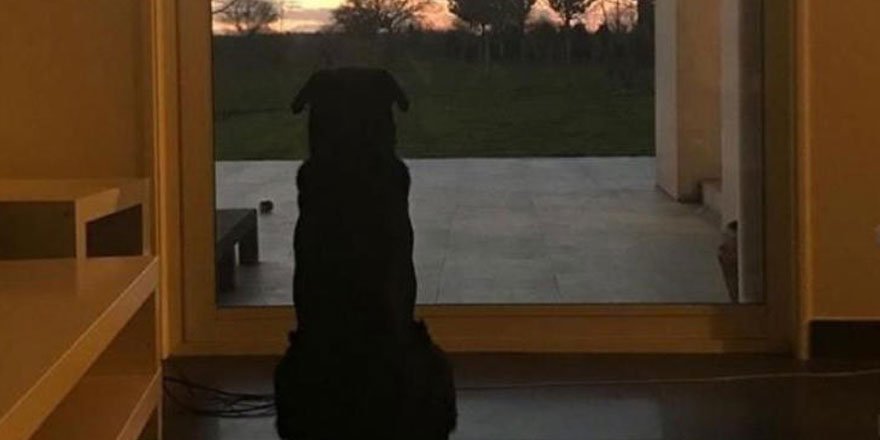 Sala'nın köpeği hala bekliyor