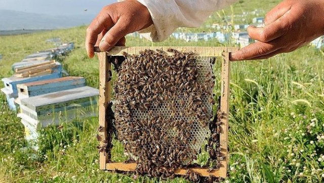 Bal araştırma projelerine 60 milyon lira destek