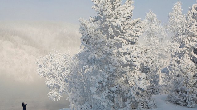 -30 derece soğukta çam ağacı yapraklarını yiyerek hayatta kaldı