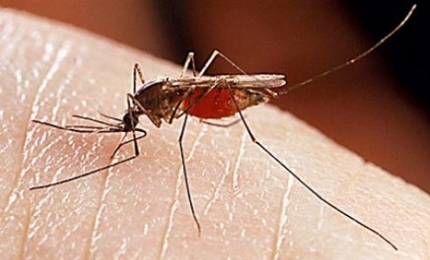 Kenya'da sıtma alarmı verildi... Son günlerde sıtma nedeniyle 26 kişi hayatını kaybetti