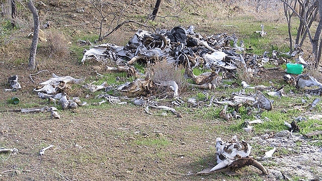 Çevre kirliliği rezalete dönüştü