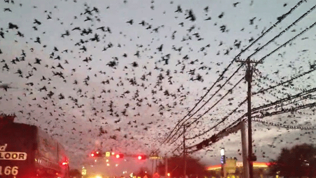 ABD’de The Birds filmini andıran sahneler yaşandı