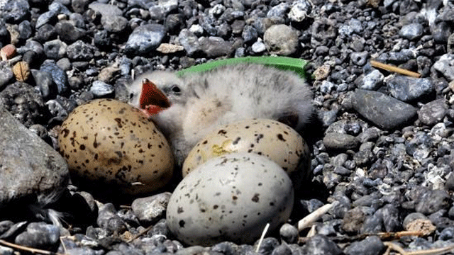 Ada Martıları yok olmaktan kurtuldu