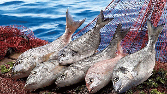 Her şeye kaynak var, “balıkçılığa” yok!