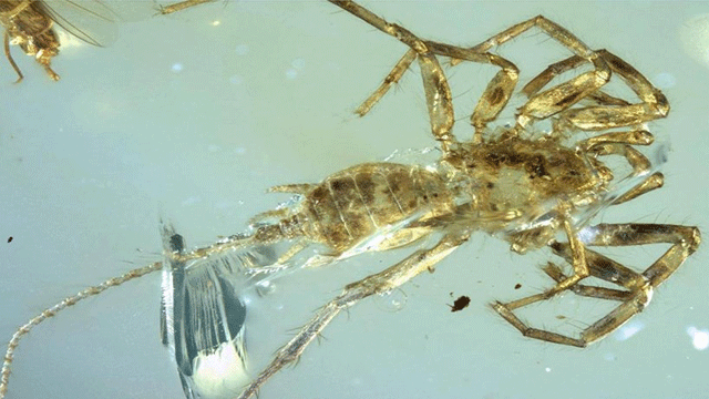 Evrimde şaşırtıcı gelişme: 100 milyon yıllık kehribarda kuyruklu örümcek keşfedildi