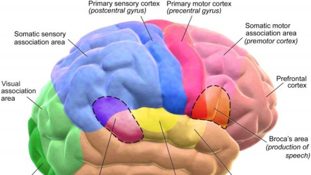 Pentagon'un projesi: Elektro şok hafızayı güçlendiriyor