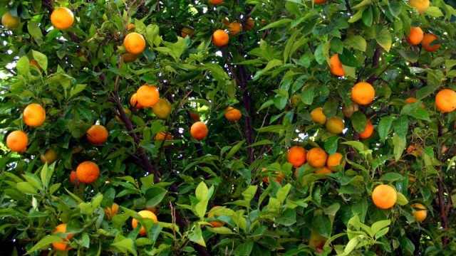 Narenciye Üreticileri Birliği’nden üreticilere yönelik seminer