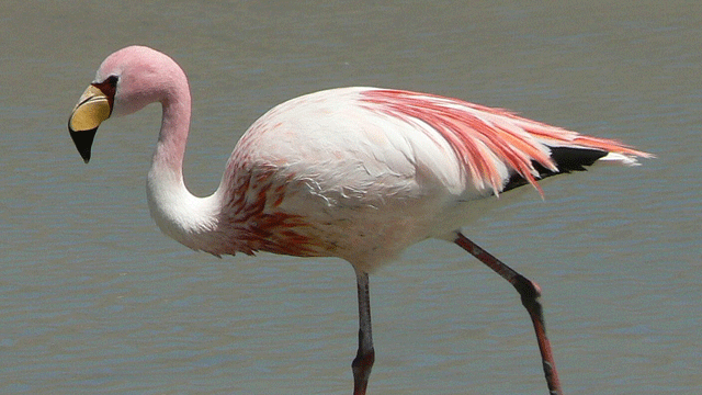 Filamingoların sayısı azaldı