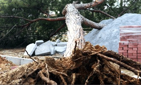 40 yıllık çam ağacı, fırtınaya dayanamadı