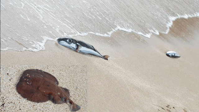 Ölü balıklar kıyıya vurdu