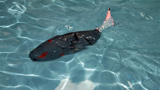 Su altının yeni kaşifi: Akıllı robot balık