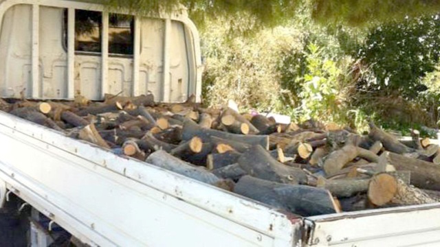 Ormancılar, kaçak ağaç kesimine karşı caydırı ceza talep etti