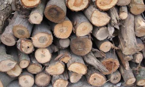 Ormancılar, silahla tehdit ediliyor