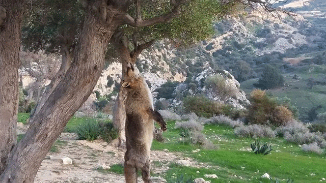 Tilkiyi öldürüp ağaca astılar