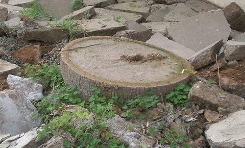 Kaldırım bahanesi ile palmiye ağaçları kesildi