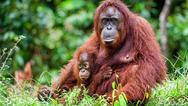 Sumatra orangutanları için 9 yapay ada oluşturuldu