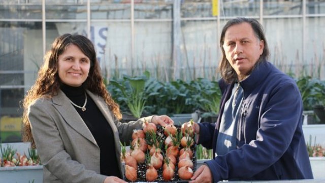 Yeni nesil hibrit soğan üretildi