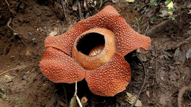 Dünyanın en büyük çiçeği