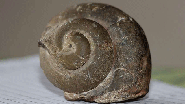 Şebinkarahisar’da 65 milyon yıllık ammonit fosili bulundu