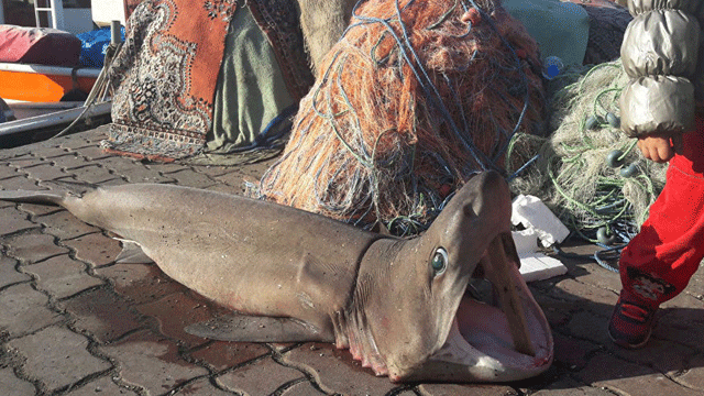 Marmara'da köpek balığı yakalandı