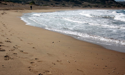 Sahile büyükbaş hayvan vurdu