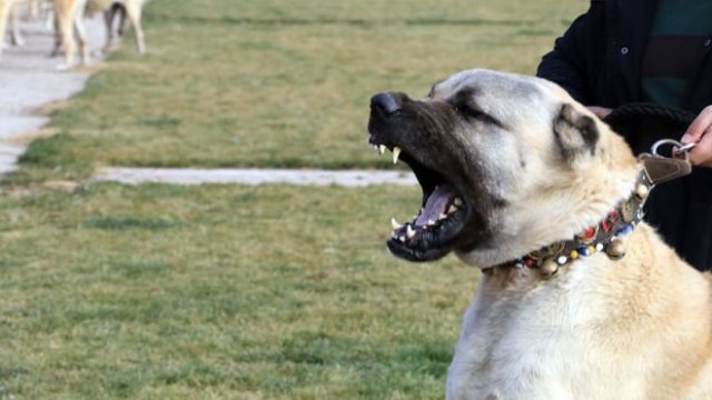 Kangallar Afrin için hazırlanıyor