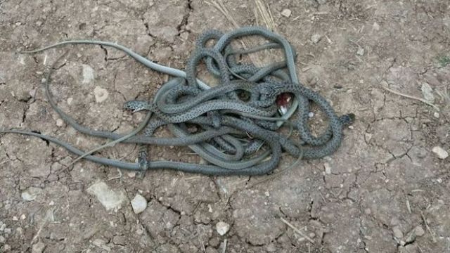 Mardin'de yılanlar köylülerin korkulu rüyası oldu