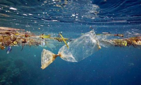 Kaplumbağalar kirlilikten ölüyor!