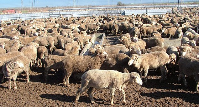 DÜÇ Yarın damızlık hayvan satışı yapacak