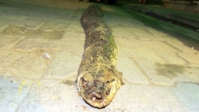 Şarköy'de 3 metre 20 santimlik yılan ölüsü bulundu