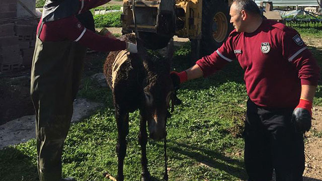 Yavru eşek, başarılı bir operasyonla kurtarıldı