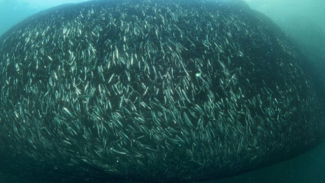 Hamsi Karadeniz'de doğal ortamında görüntülendi