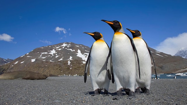 Küresel ısınma kral penguenleri de tehdit ediyor