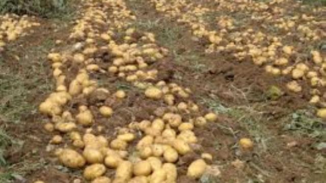 İlkbahar patates ekimi yapılan araziler yarına kadar genel tarım sigortası fonu’na beyan edilmeli