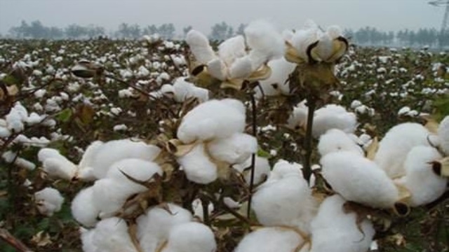 Mali, Afrika’nin en büyük pamuk üreticisi oldu