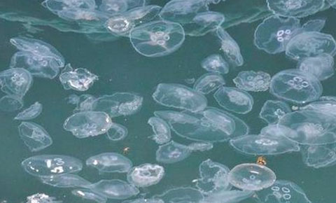 Denizanaları büyük sorun