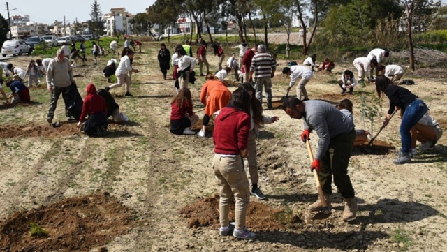 Lefkoşa’ya bin fidandan ilk 350’si dikildi