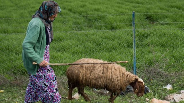 86 yaşında, sınırın sıfır noktasında çobanlık yapıyor