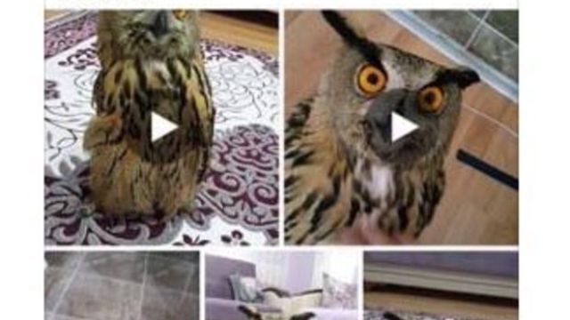 Baykuşu sosyal medyada satışa çıkardı
