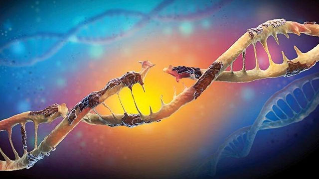 Lassa Humması nedir? Aşısı var mı? Lassa Ateşi Nedir?