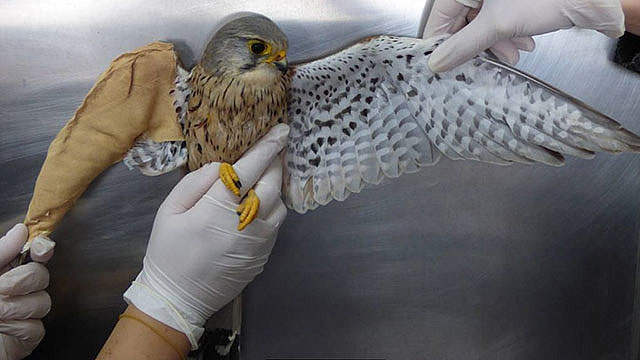 Vücutlarından saçma çıktı