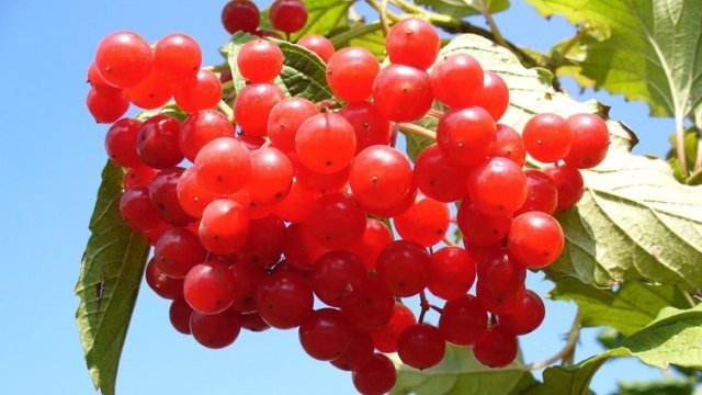 Böbrek taşının düşmanı Gilaburu!